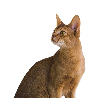 abyssinian cat