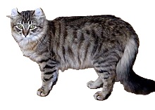 american curl cat