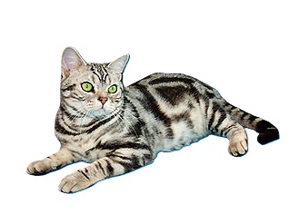american shorthair cat