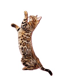 bengal cat