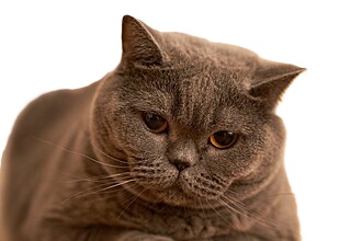 british shorthair cat