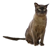 burmese cat