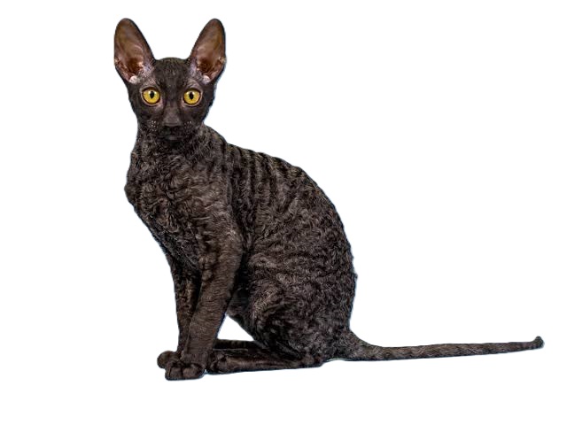 cornish rex cat