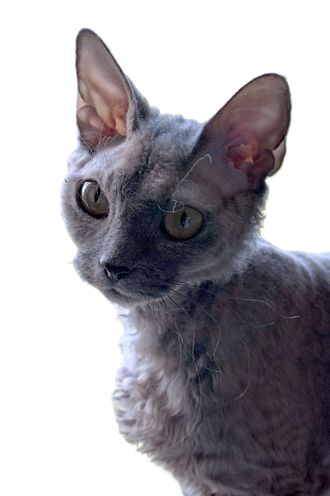 dev rex cat