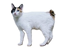 japanese bobtail cat