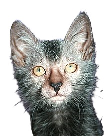 lykoi cat