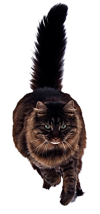 maine coon cat
