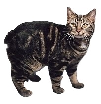 manx cat