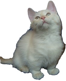 munchkin cat