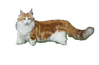 norwegian forest cat