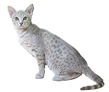 ocicat