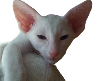 oriental shorthair cat