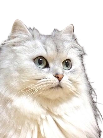 persian cat