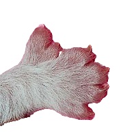 polydactyl cat's paw