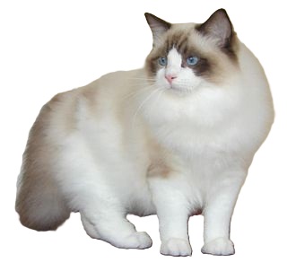 ragdoll cat