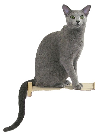russian blue cat