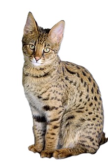 savannah cat