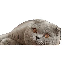 scottish fold cat