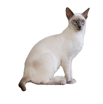 siamese cat