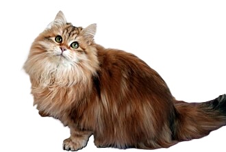 siberian cat