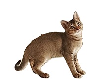 singapura cat