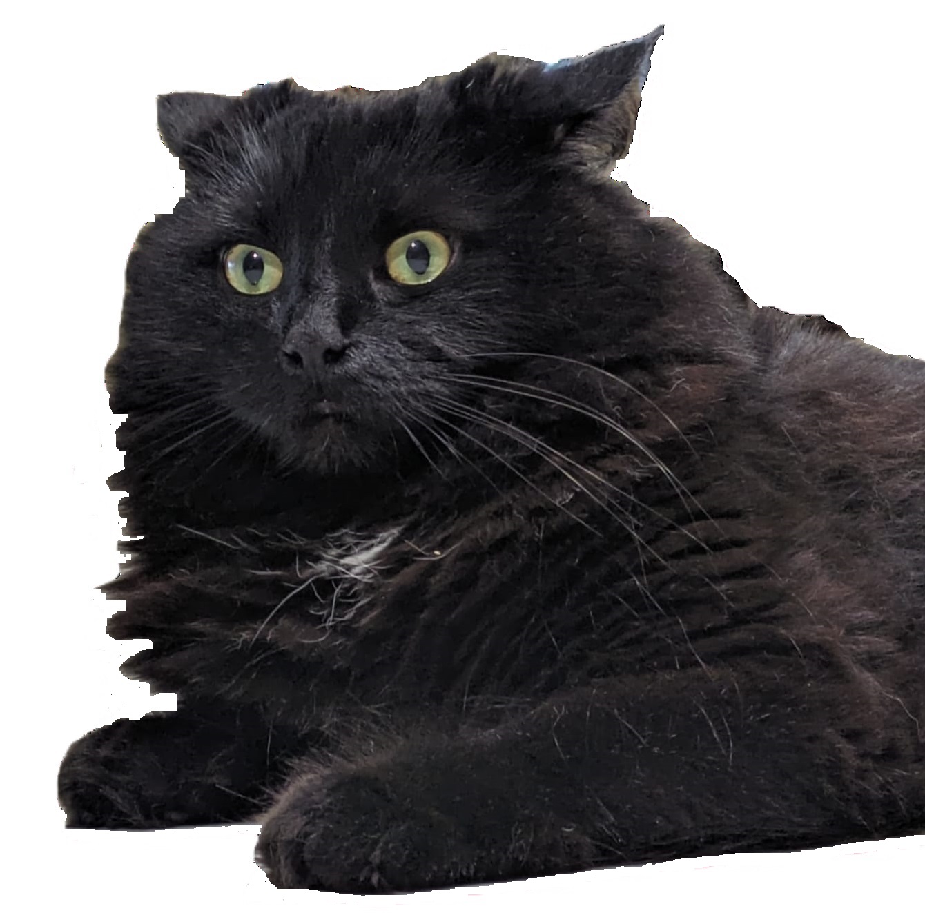my cat